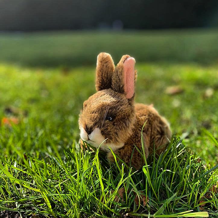 Bunny Plush Toy Stuffed Animal